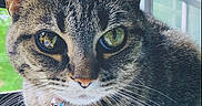 Tigger joined the competition — help win amazing prizes! cat, tabby, animal, pet, feline, indoor, windowsill, collar, bell, whiskers, green_eyes, fur, closeup, natural_light, window, reflection, curious, resting, domestic_cat, cute