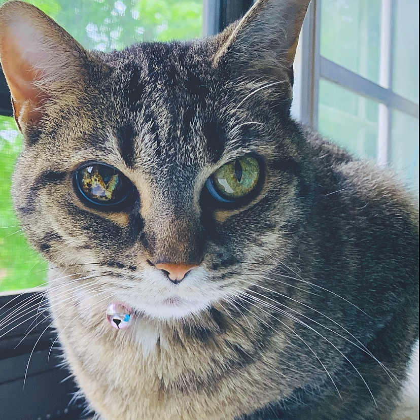 Tigger joined the competition — help win amazing prizes! cat, tabby, animal, pet, feline, indoor, windowsill, collar, bell, whiskers, green_eyes, fur, closeup, natural_light, window, reflection, curious, resting, domestic_cat, cute