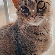 Tigger is registered to the contest to win money with this photo: cat, tabby, animal, pet, feline, whiskers, ears, fur, window, sunlight, indoor, closeup, portrait, mystic, large_eyes, curious, sitting, cute, domestic_animal, face