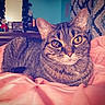 Tigger is registered to the contest to win money with this photo: cat, tabby, pet, indoor, blanket, pink, feline, fur, animal, cozy, cute, resting, eyes, portrait, bedroom, drapes, mirror, furniture, domestic, whiskers