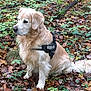 animal, autumn, brown, calm, canine, daylight, dog, forest, fur, golden_retriever, green, harness, julius_k9, leaves, mammal, nature, outdoor, pet, quiet, sitting