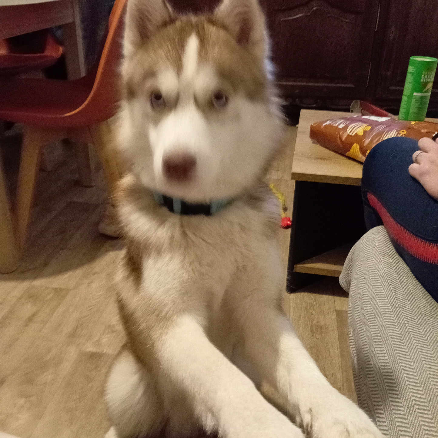 Usko participe au concours pour gagner de l'argent avec cette photo : accessories, animal, baby, canine, chair, clothing, couch, dog, eskimodog, furniture, hat, husky, indoors, interiordesign, jewelry, person, pet, puppy, ring, wood