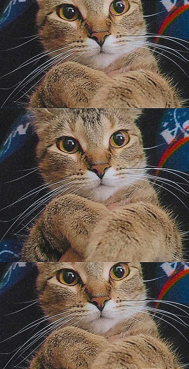 Ember is registered to the contest to win money with this photo: cat, tabby, feline, pet, whiskers, close_up, portrait, eyes, paws, fur, nose, stacked_images, triptych, grainy_filter, vintage, cute, studio_like, colorful_background, looking_at_camera, indoor