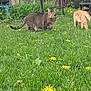 cat, tabby_cat, orange_cat, grass, dandelion, backyard, fence, table, outdoor, pet, animal, feline, nature, spring, flowers, foliage, sitting, whiskers, lawn, curious_gaze