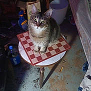 Ember is registered to the contest to win money with this photo: cat, tabby_cat, chessboard, small_table, stool, indoor, clutter, bottle, floor, blanket, couch, whiskers, green_eyes, pet, sitting, looking_up, furniture, messy_room, plastic_bucket, packaging
