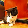 Bounty participe au concours pour gagner de l'argent avec cette photo : kitten, cat, black_and_white, fur, whiskers, wooden_floor, floor, paws, eyes, indoor, furniture, cabinet, pet, portrait, close_up, curious, young, domestic_animal, cute, sitting