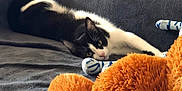 Bounty a rejoint le concours — aidez-le/la à gagner de superbes lots ! cat, tuxedo_cat, pet, plush_toy, blanket, bed, whiskers, yellow_eyes, fur, black_and_white, orange_toy, toy, lying_down, relaxed, indoor, soft_texture, stretching, gaze, cuddly, kitten