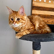 Vladimir participe au concours pour gagner de l'argent avec cette photo : abyssinian, angora, animal, cat, chair, cushion, desk, flag, furniture, hardwood, homedecor, indoors, interiordesign, kitten, manx, pet, plywood, stainedwood, table, wood