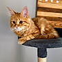 abyssinian, angora, animal, cat, chair, cushion, desk, flag, furniture, hardwood, homedecor, indoors, interiordesign, kitten, manx, pet, plywood, stainedwood, table, wood