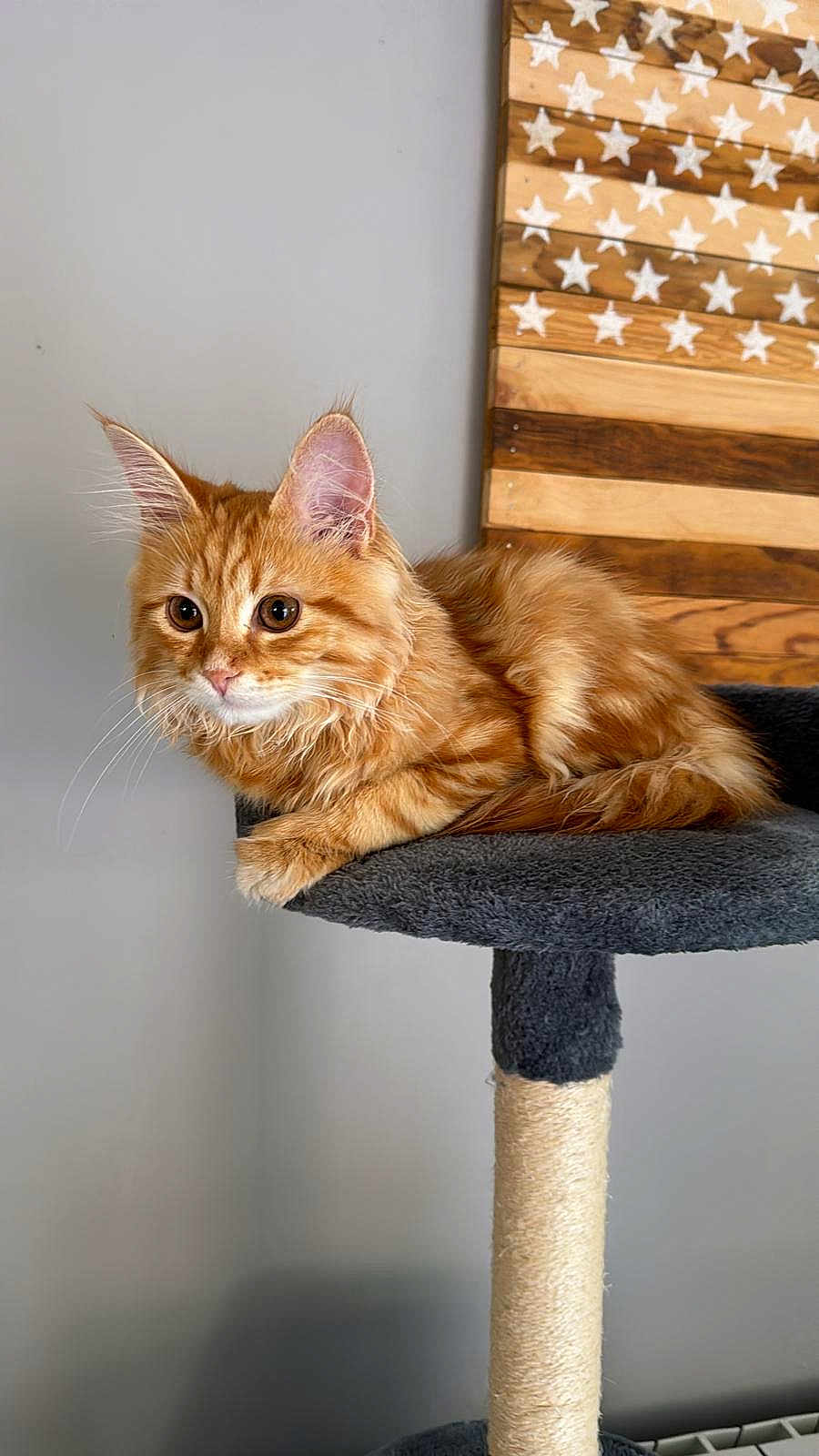 Vladimir participe au concours pour gagner de l'argent avec cette photo : abyssinian, angora, animal, cat, chair, cushion, desk, flag, furniture, hardwood, homedecor, indoors, interiordesign, kitten, manx, pet, plywood, stainedwood, table, wood