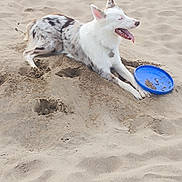 Perez participe au concours pour gagner de l'argent avec cette photo : dog, beach, sand, frisbee, pet, animal, playing, tongue_out, relaxed, outdoor, canine, white_and_brown, summer, leisure, fun, happy, sunlight, paw_prints, nature, daytime