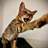 Zeus a rejoint le concours — aidez-le/la à gagner de superbes lots ! cat, tabby, paw, teeth, claws, feline, pet, indoor, fur, whiskers, ears, animal, playful, sharp, closeup, aggressive, stretch, cute, portrait, clawing