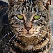 London joined the competition — help win amazing prizes! alert, animal, cat, closeup, cute, domestic, ears, face, feline, fur, green_eyes, looking, mammal, nature, outdoor, pet, portrait, striped, tabby, whiskers