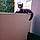 Kitty