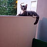 animal, balcony, building, cat, curious, daylight, domestic_cat, ears, fur, kitten, nature, outdoor, pet, relaxing, tail, tree, wall, whiskers, window, young