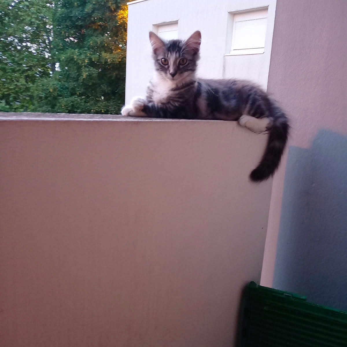Kitty a rejoint le concours — aidez-le/la à gagner de superbes lots ! animal, balcony, building, cat, curious, daylight, domestic_cat, ears, fur, kitten, nature, outdoor, pet, relaxing, tail, tree, wall, whiskers, window, young