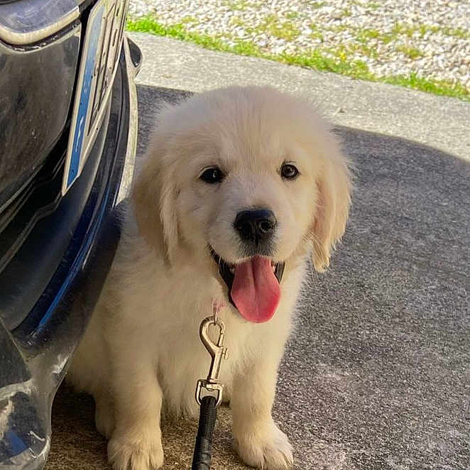 Airelle a rejoint le concours — aidez-le/la à gagner de superbes lots ! accessories, alloywheel, animal, canine, car, carwheel, dog, eskimodog, goldenretriever, leash, machine, pet, puppy, spoke, strap, tire, transportation, vehicle, wheel, whitedog