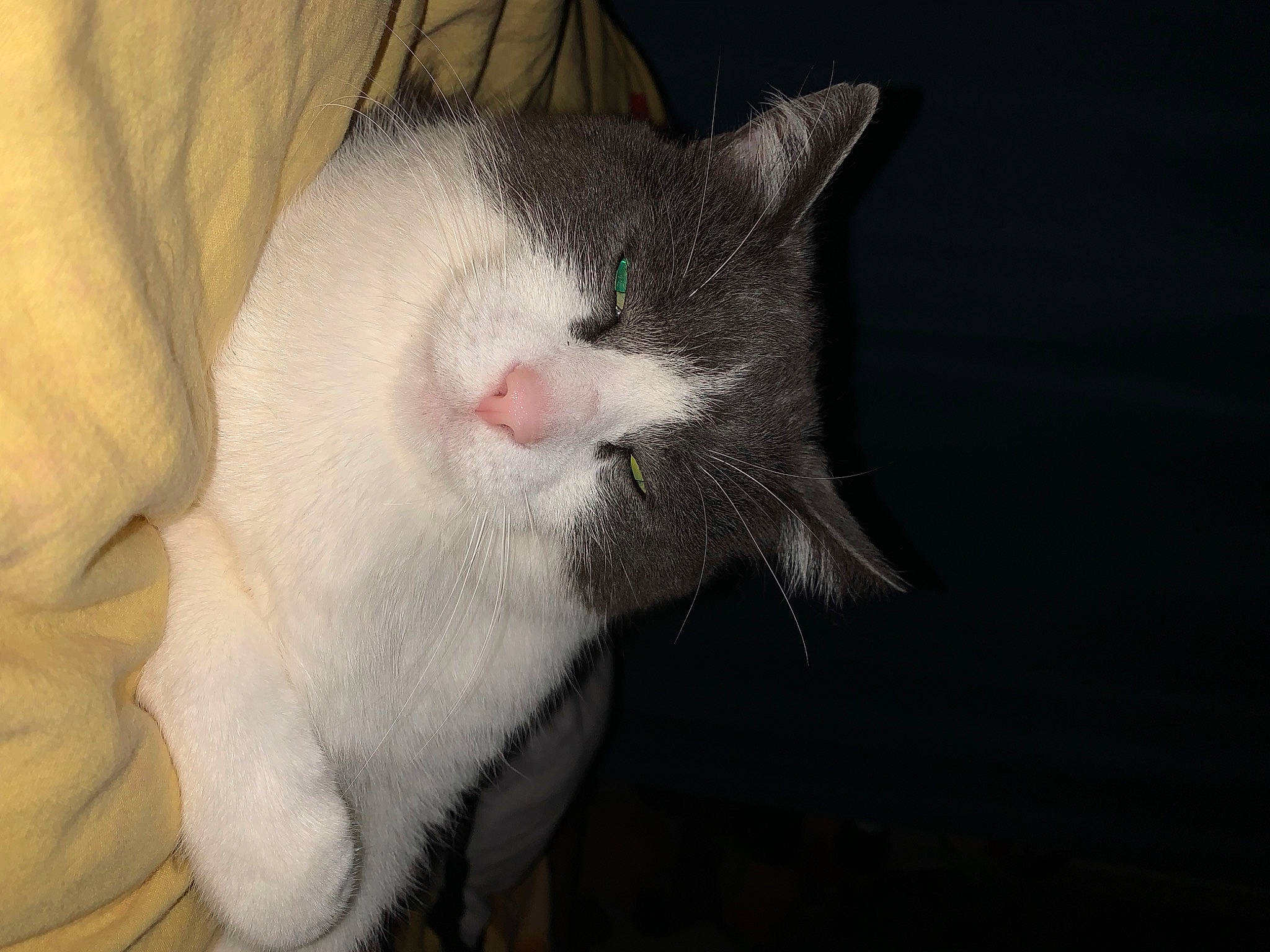 Gros Sac participe au concours pour gagner de l'argent avec cette photo : canidae, carnivore, cat, claw, domestic_short_haired_cat, ear, felidae, fur, paw, small_to_medium_sized_cats, snout, tail, vertebrate, whiskers