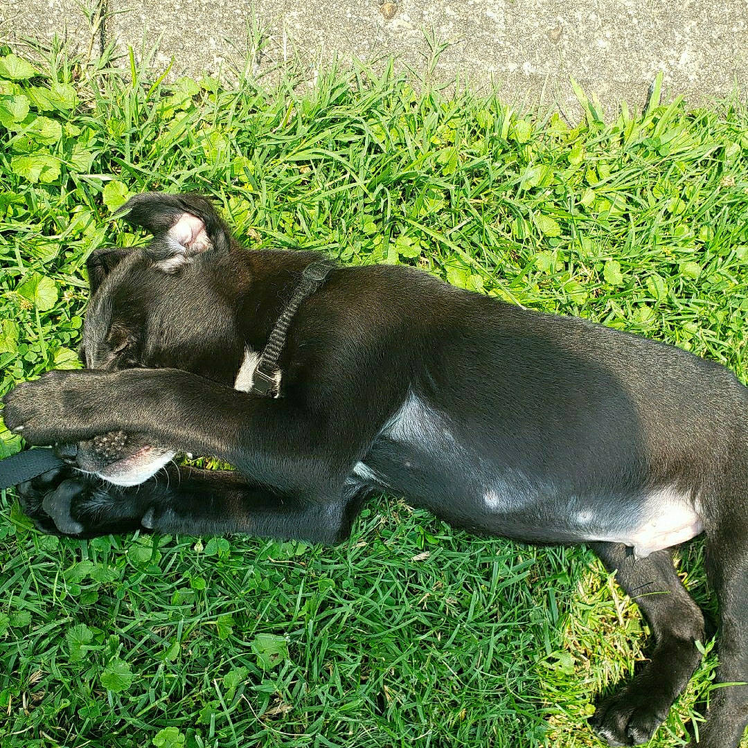 Isaac joined the competition — help win amazing prizes! canidae, carnivore, comfort, dog_breed, fur, grass, groundcover, human_leg, marine_mammal, non_sporting_group, plant, primate, sitting, snout, sporting_group, tail, terrestrial_animal, wildlife