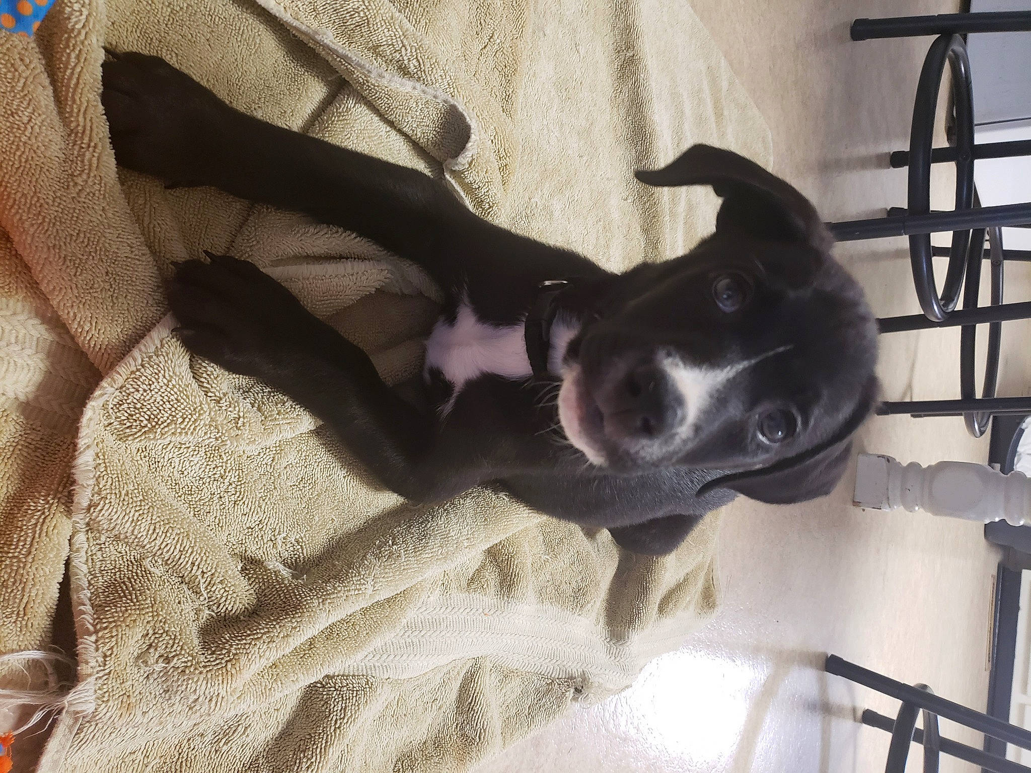 Isaac is registered to the contest to win money with this photo: canidae, carnivore, collar, comfort, companion_dog, dog, dog_breed, dog_collar, fawn, fur, guard_dog, linens, pattern, pet_supply, snout, sporting_group, tail, whiskers, working_animal, working_dog