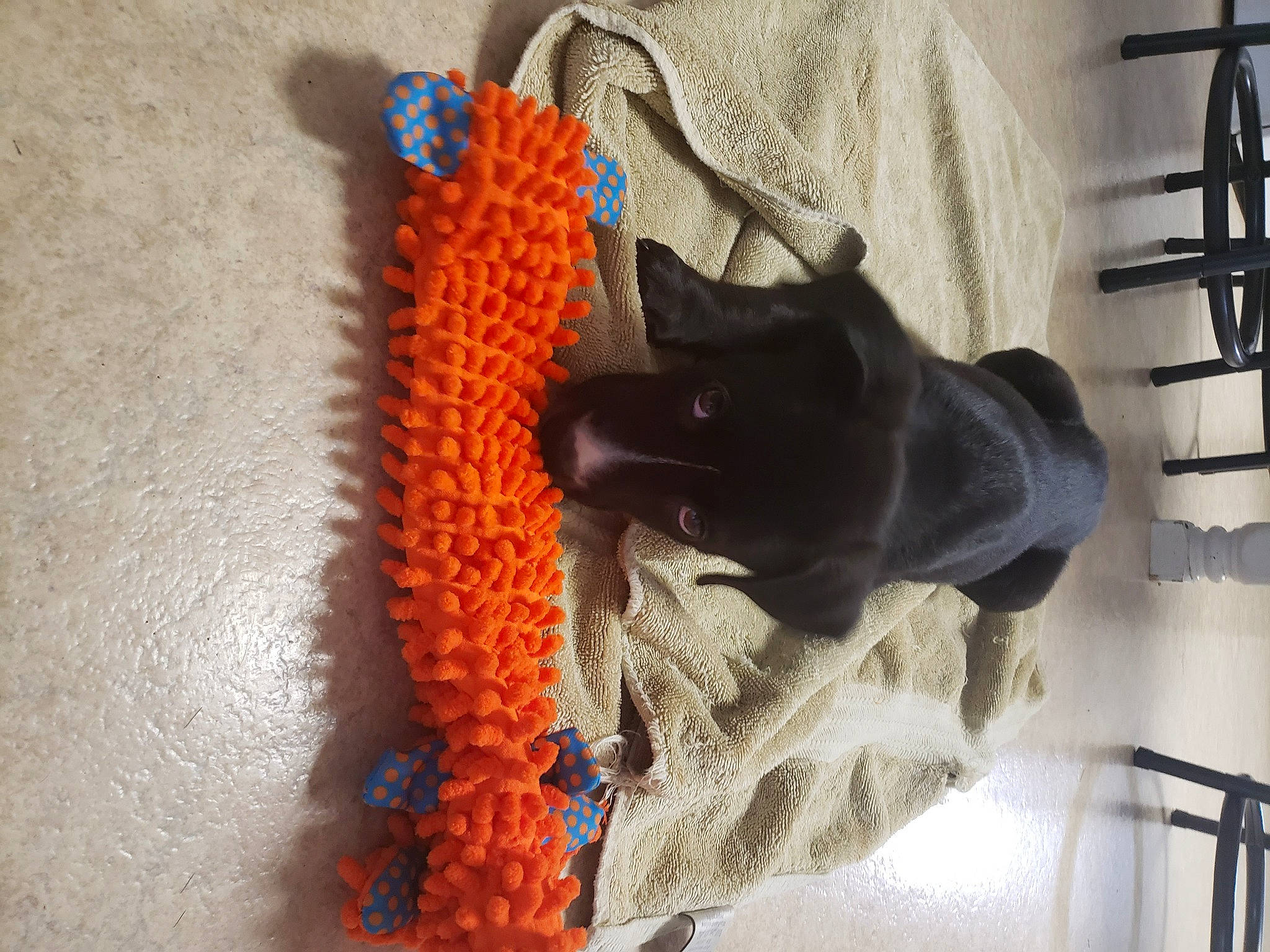 Isaac joined the competition — help win amazing prizes! carmine, carnivore, comfort, craft, crochet, dog, electric_blue, fashion_accessory, felidae, fiber, fur, grey, pattern, rope, small_to_medium_sized_cats, tail, thread, wool, woolen, woven_fabric