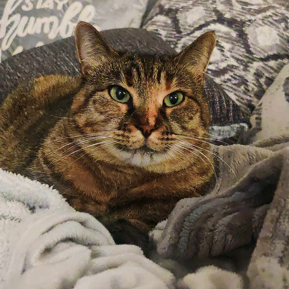 Gypsy is registered to the contest to win money with this photo: abyssinian, animal, bed, bedroom, blanket, canine, cat, couch, cushion, dog, furniture, homedecor, indoors, kitten, linen, manx, person, pet, quilt, room