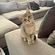 Mochi joined the competition — help win amazing prizes! kitten, cat, pet, indoor, living_room, couch, cushion, furniture, curious, small_animal, cute, domestic_cat, cozy, head_tilt, window, natural_light, home, soft_texture, relaxed, young_cat