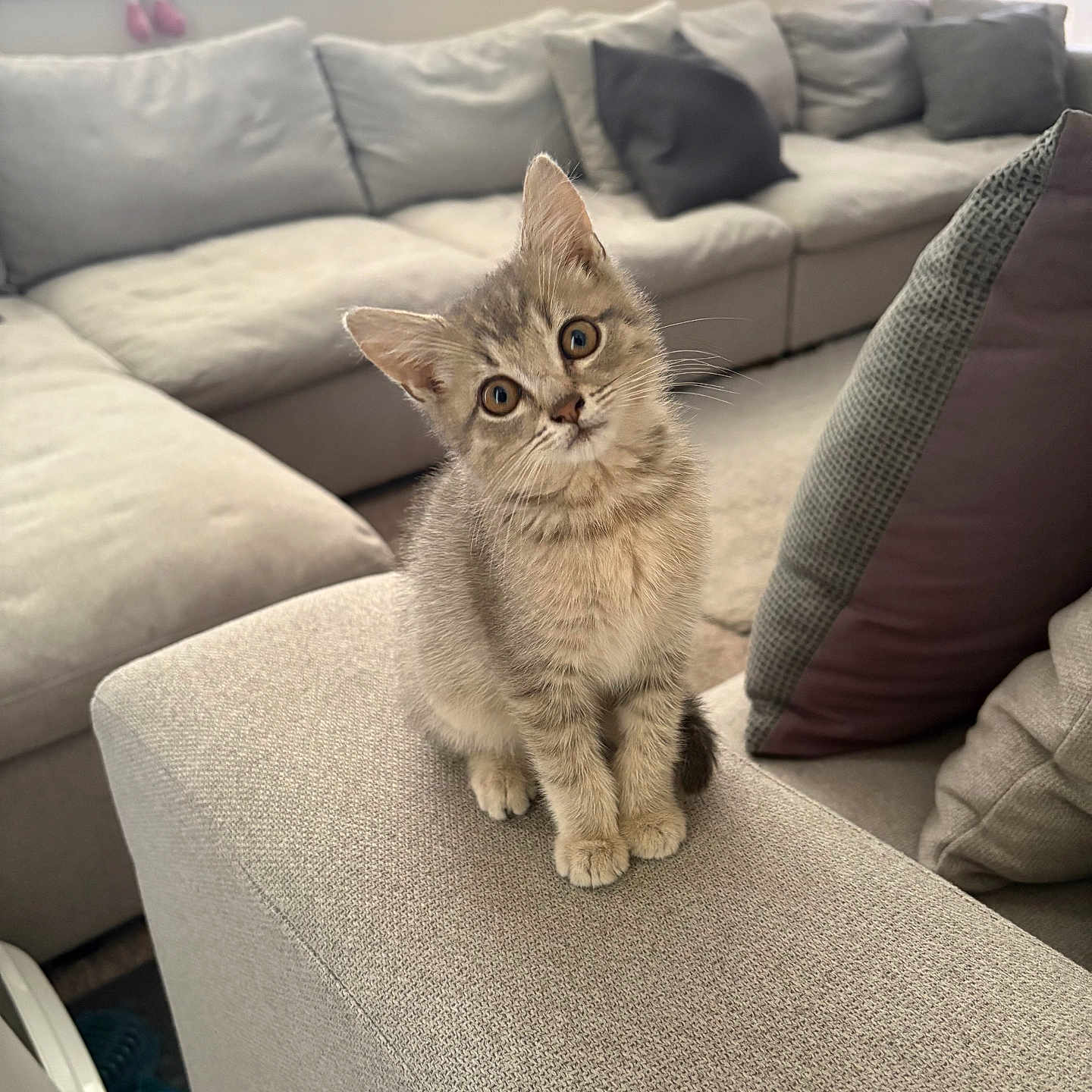 Mochi joined the competition — help win amazing prizes! kitten, cat, pet, indoor, living_room, couch, cushion, furniture, curious, small_animal, cute, domestic_cat, cozy, head_tilt, window, natural_light, home, soft_texture, relaxed, young_cat