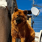 Apple a rejoint le concours — aidez-le/la à gagner de superbes lots ! airedale, animal, antenna, brick, canine, chair, chow, dog, electricaldevice, flagstone, furniture, germanshepherd, goldenretriever, path, pet, puppy, slate, sphere, terrier, walkway
