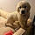 Baloo