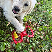 Baloo participe au concours pour gagner de l'argent avec cette photo : golden_retriever, puppy, dog, grass, outdoor, toy, red_toy, playful, pet, animal, cute, nature, greenery, leaves, fall, young_dog, closeup, fur, cheerful, mischievous