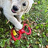 golden_retriever, puppy, dog, grass, outdoor, toy, red_toy, playful, pet, animal, cute, nature, greenery, leaves, fall, young_dog, closeup, fur, cheerful, mischievous