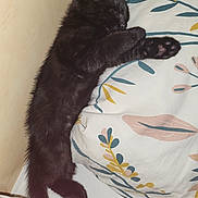 Salem a rejoint le concours — aidez-le/la à gagner de superbes lots ! animal, bed, black_cat, claws, cozy, cute, domestic, feline, fur, indoor, kitten, peaceful, pet, pillow, relaxing, resting, sleeping, soft, whiskers, young_cat
