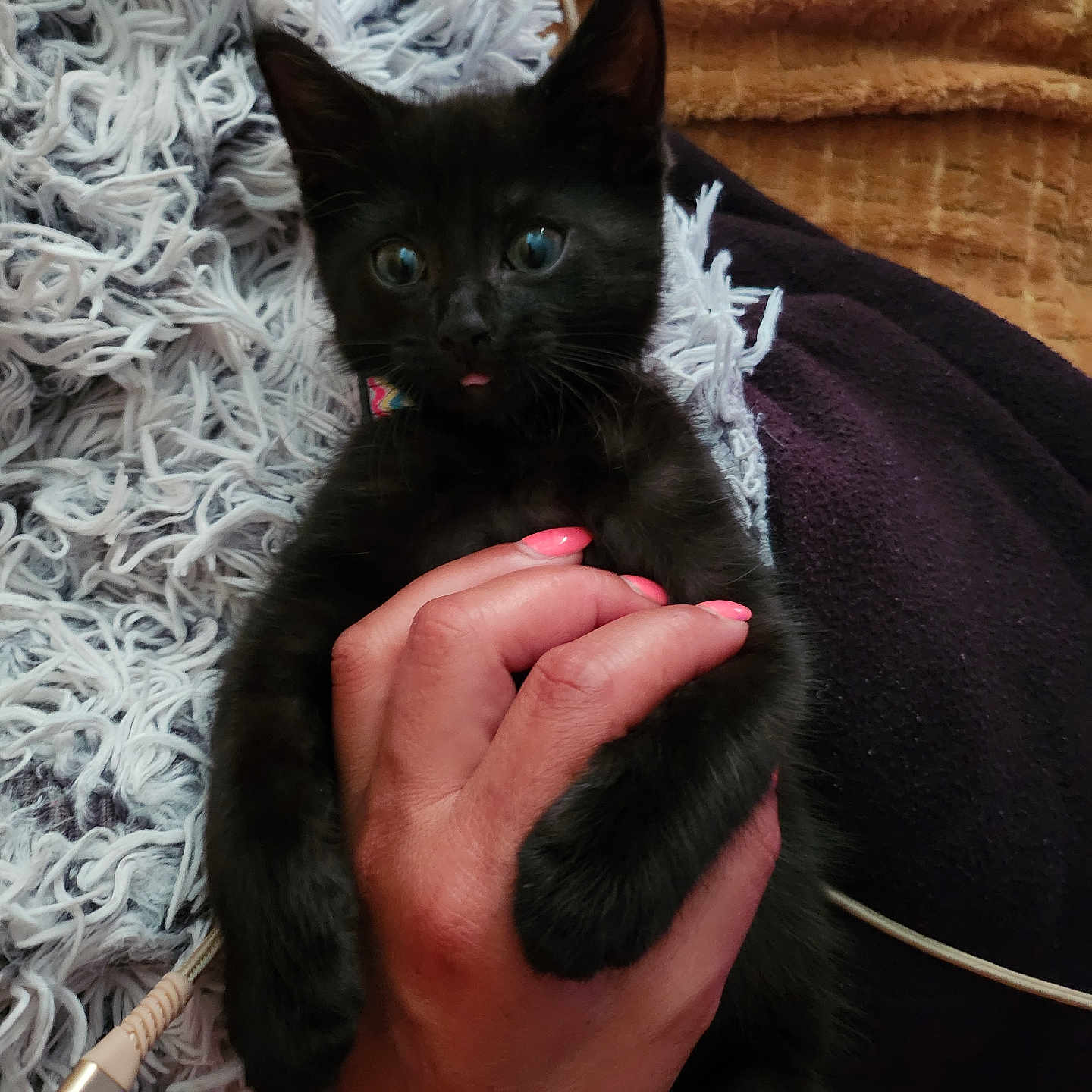 Salem a rejoint le concours — aidez-le/la à gagner de superbes lots ! animal, black_kitten, blanket, cat, claw, cozy, cute, domestic_cat, fingers, fur, furry, hand, indoor, kitten, pet, pink_nails, resting, small_animal, textured_blanket, tongue_out