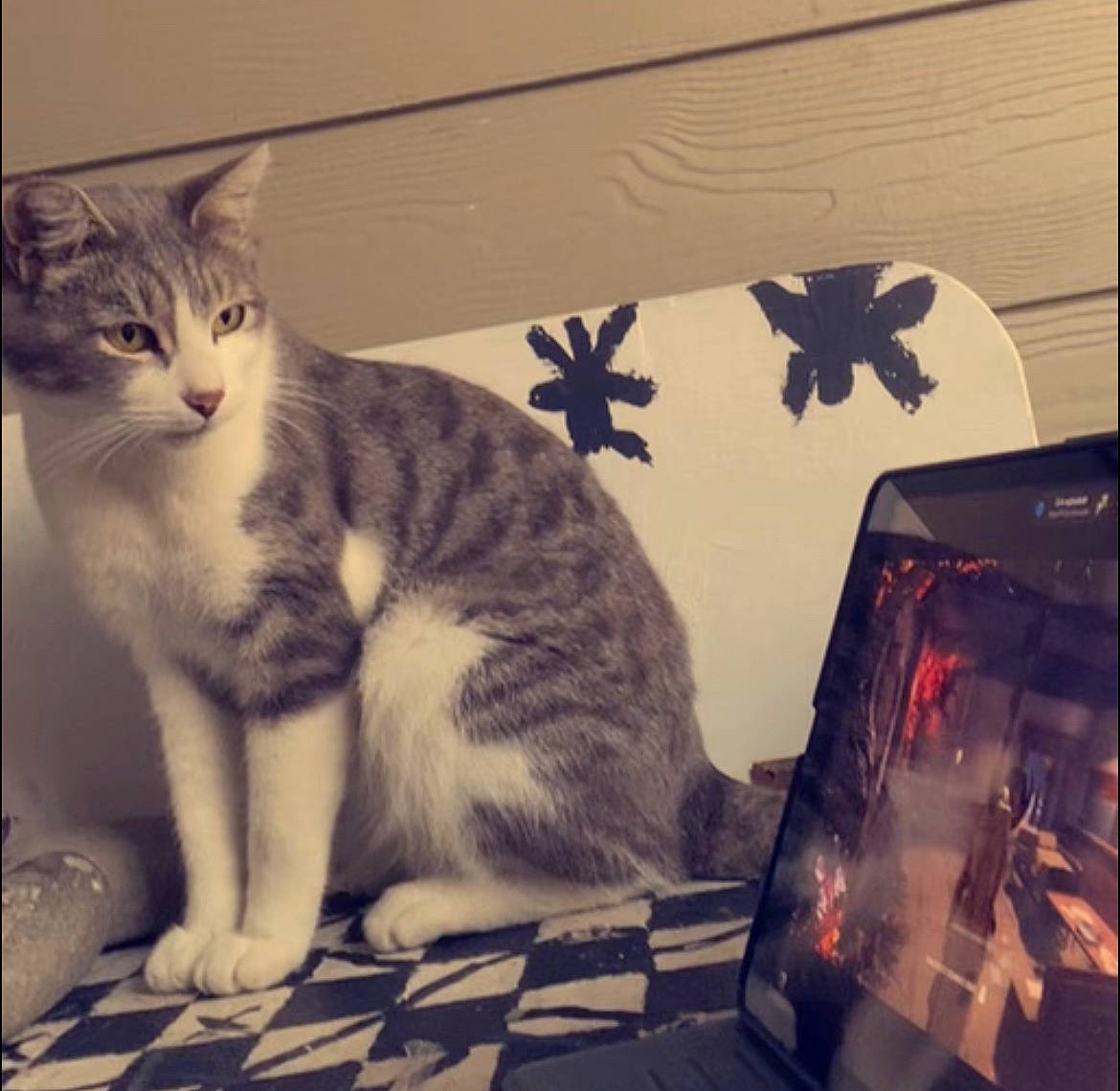 Gucci joined the competition — help win amazing prizes! box, carnivore, cat, cloud, communication_device, computer, display_device, domestic_short_haired_cat, felidae, fur, gadget, paw, personal_computer, rectangle, sky, small_to_medium_sized_cats, snout, tablet_computer, tail, whiskers