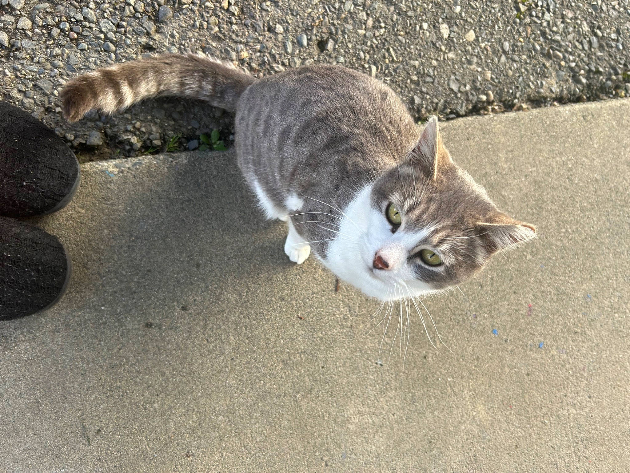 Gucci is registered to the contest to win money with this photo: asphalt, carnivore, cat, domestic_short_haired_cat, felidae, fur, grass, grey, paw, road, road_surface, sand, sidewalk, small_to_medium_sized_cats, snout, tail, terrestrial_animal, tree, whiskers