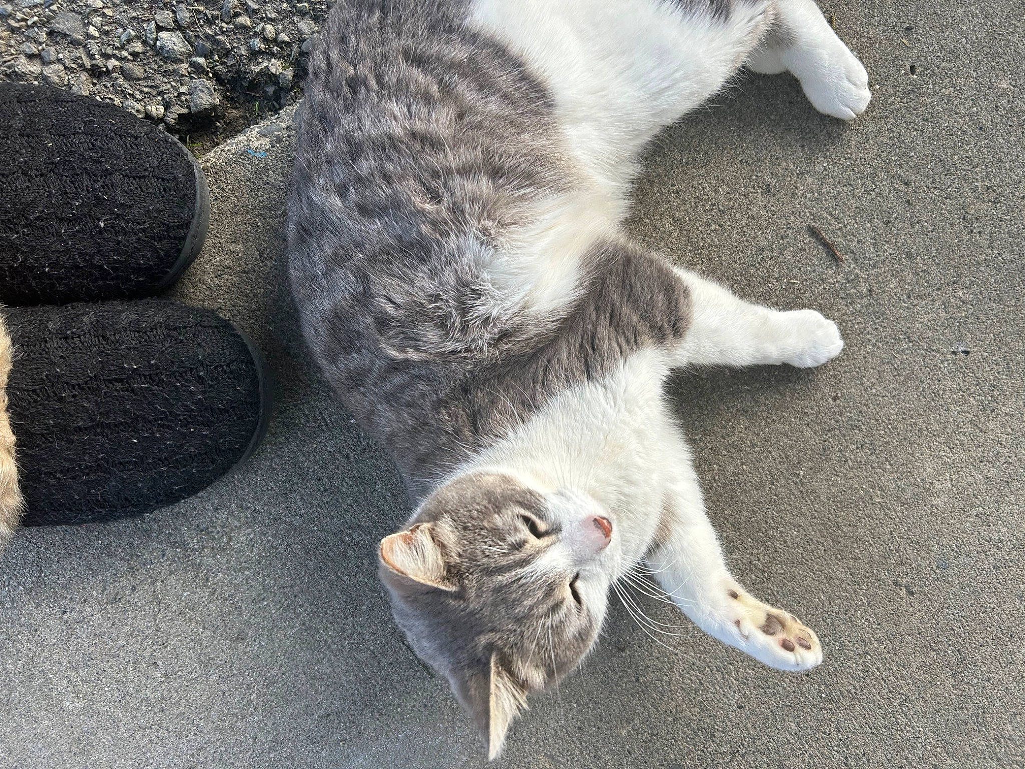 Gucci joined the competition — help win amazing prizes! asphalt, carnivore, cat, claw, domestic_short_haired_cat, felidae, fur, grey, paw, road_surface, rock, small_to_medium_sized_cats, snout, tail, whiskers