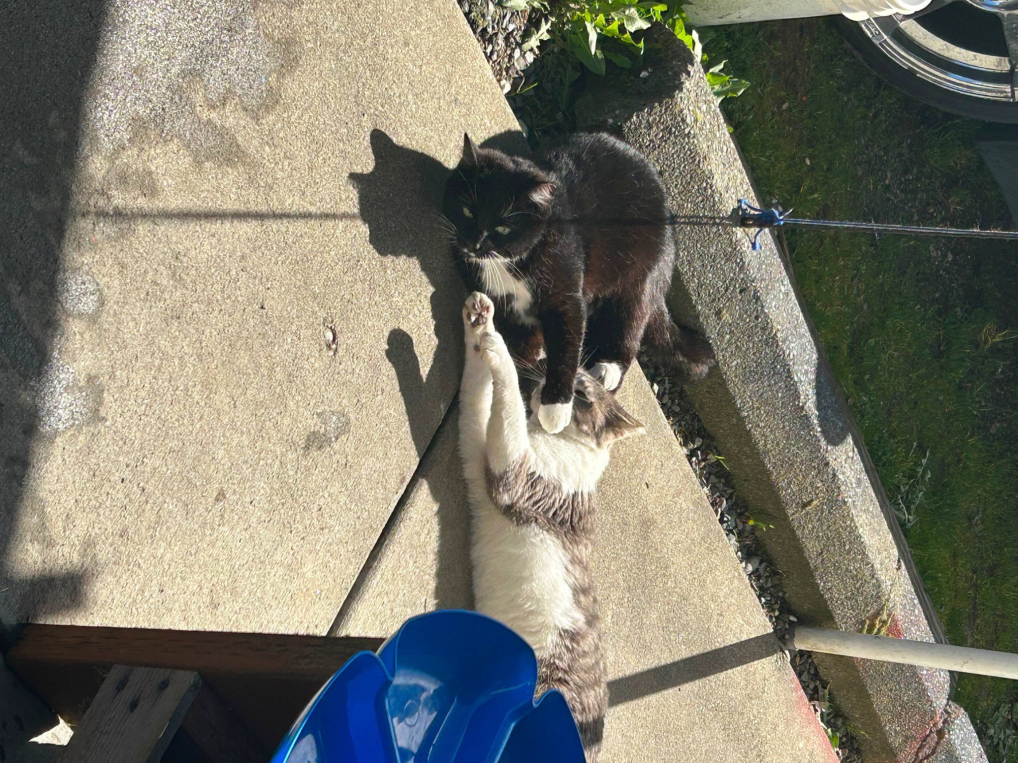 Mustache is registered to the contest to win money with this photo: asphalt, blue, canidae, carnivore, companion_dog, concrete, dog_breed, domestic_short_haired_cat, felidae, flowerpot, fur, grass, leash, plant, road_surface, shadow, sidewalk, small_to_medium_sized_cats, sporting_group, tail