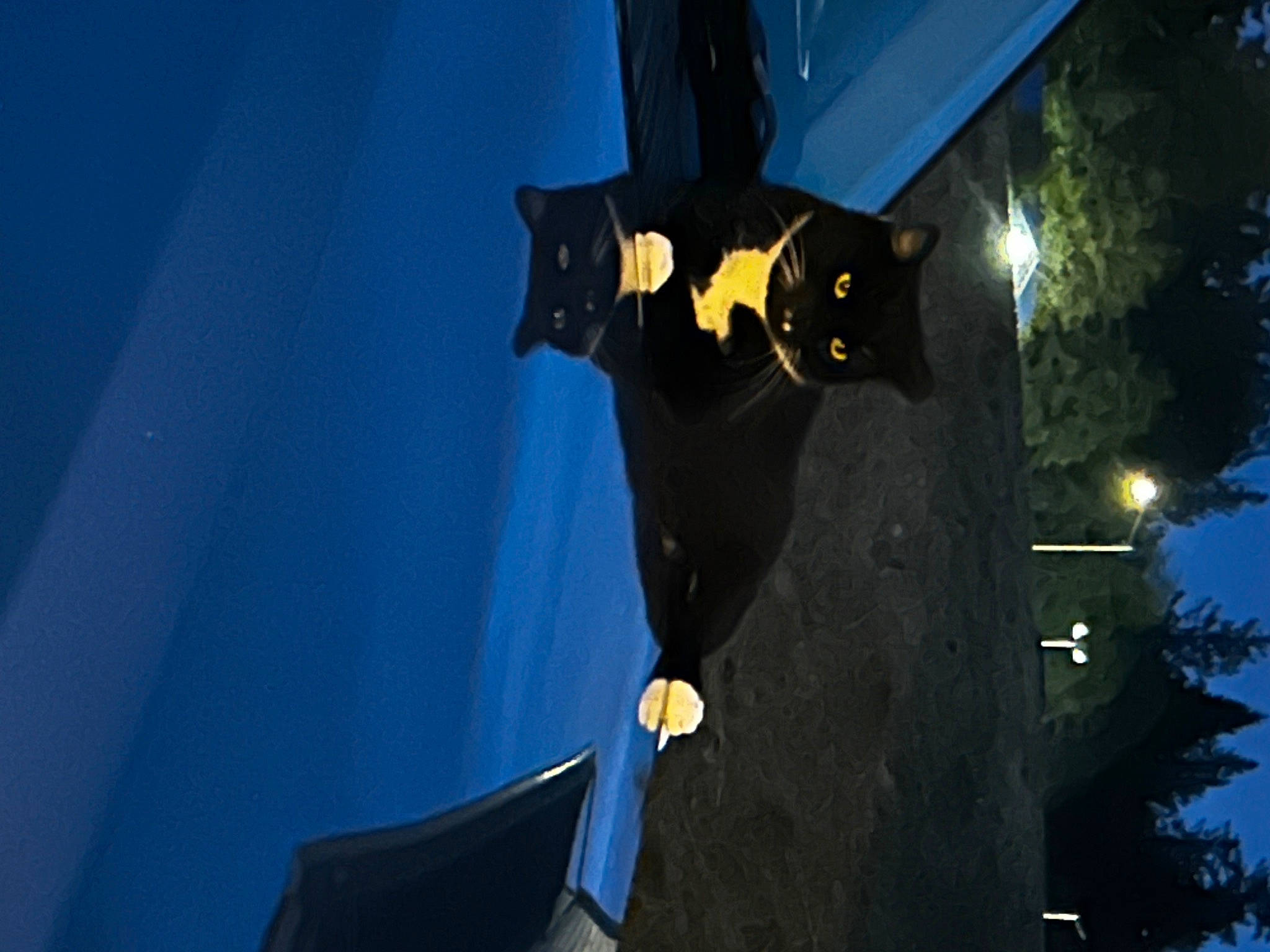 Mustache is registered to the contest to win money with this photo: art, azure, blue, darkness, electric_blue, event, fictional_character, formal_wear, night, plant, shadow, sky, space, tree