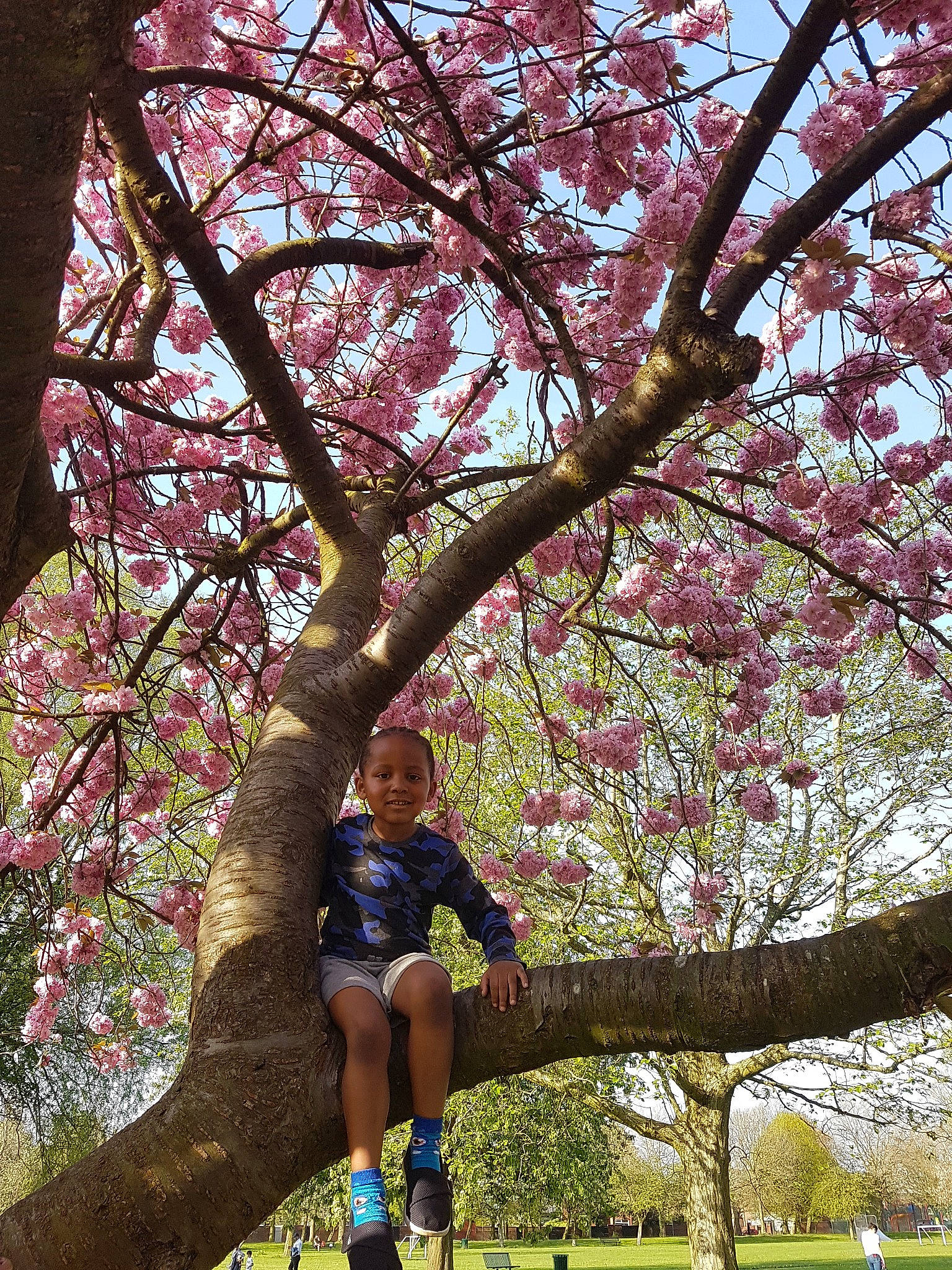 Cassius joined the competition — help win amazing prizes! blossom, branch, cherry_blossom, flower, joy, leisure, magnolia, person, plant, spring, tree, woody_plant