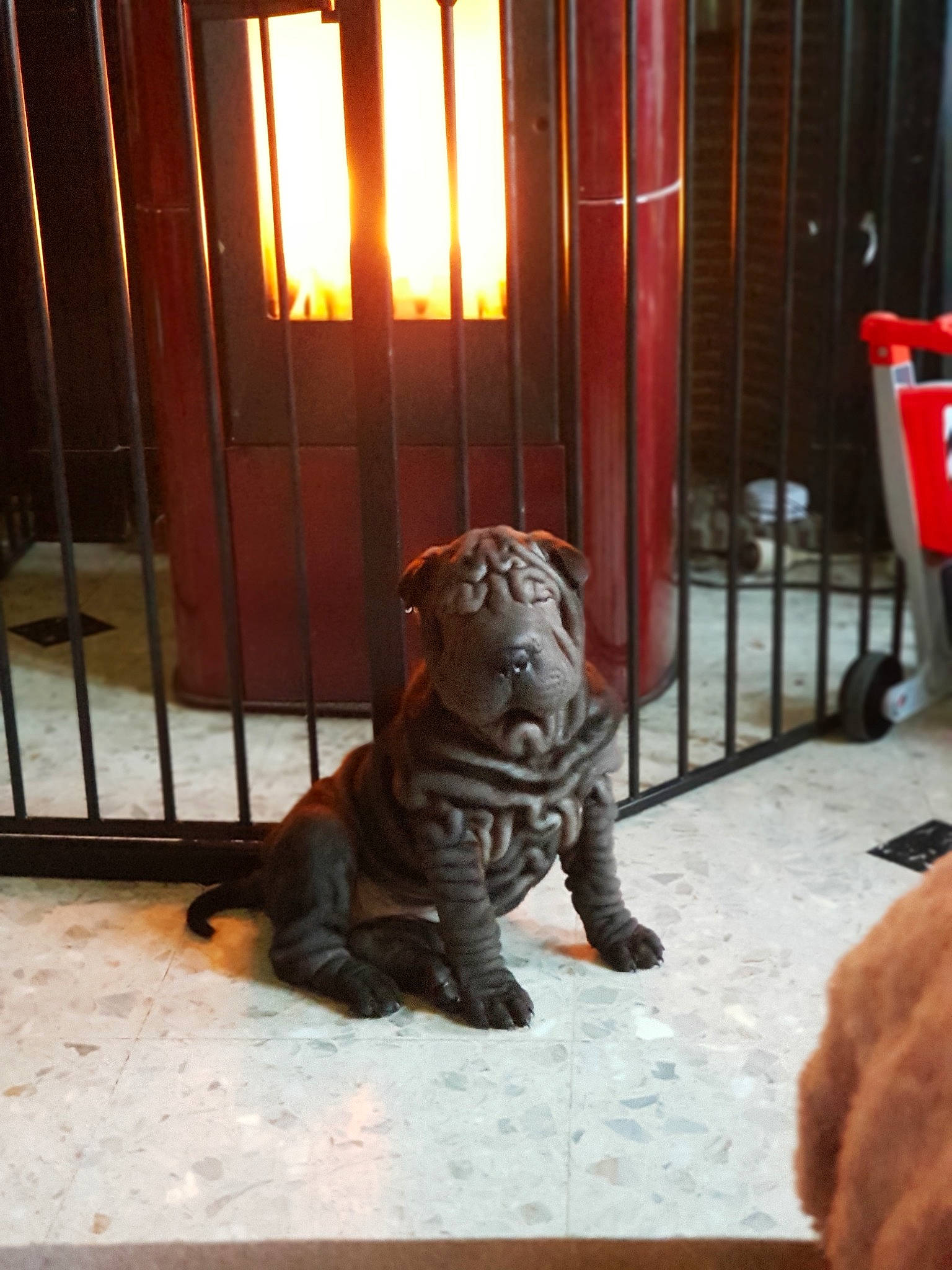 Zoé a rejoint le concours — aidez-le/la à gagner de superbes lots ! canidae, carnivore, companion_dog, dog, dog_breed, fawn, non_sporting_group, shar_pei, sporting_group