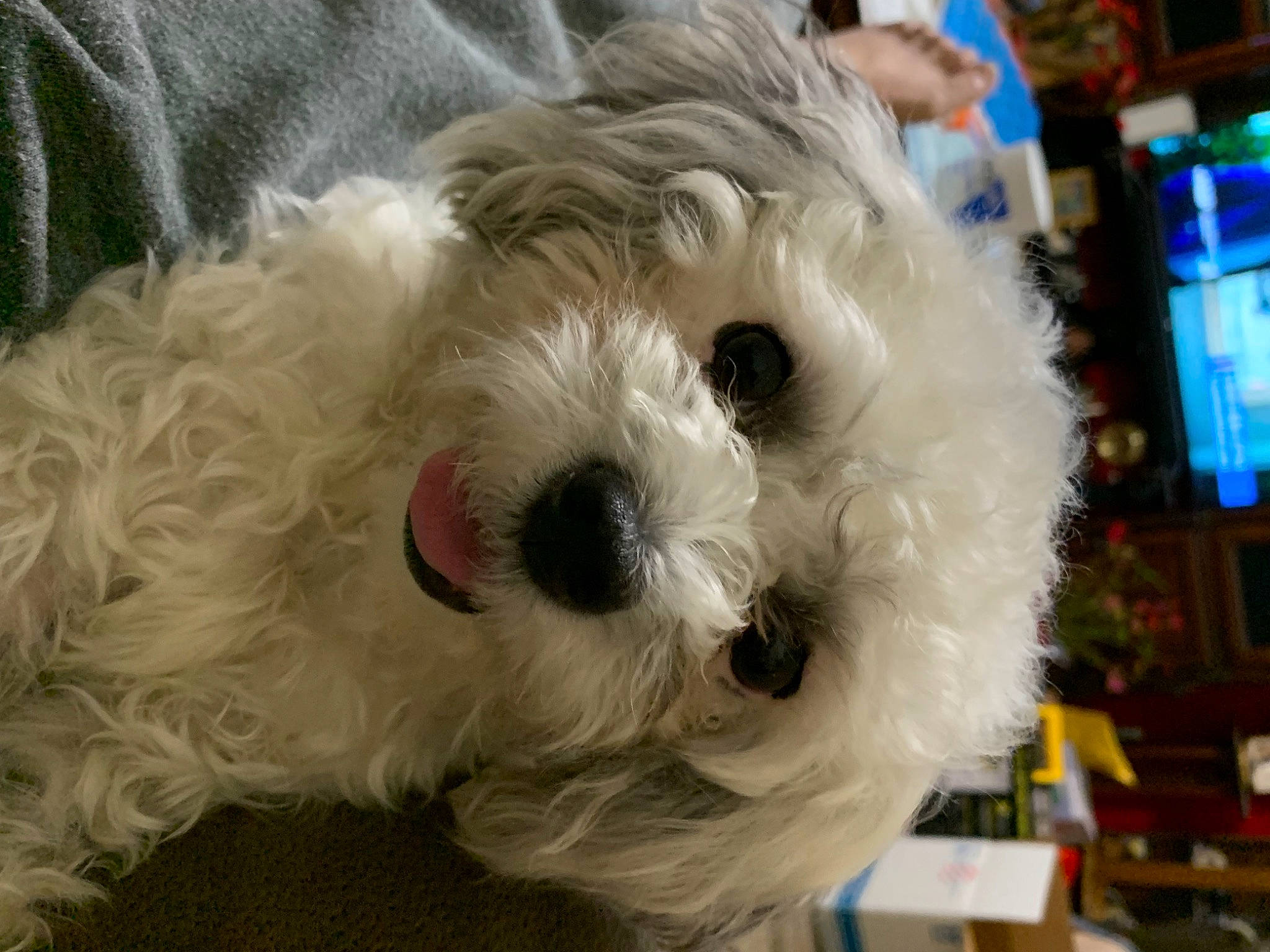 Sassy is registered to the contest to win money with this photo: canidae, carnivore, companion_dog, dog, dog_breed, dog_collar, fur, labradoodle, maltepoo, poodle, puppy, shih_poo, small_terrier, snout, sporting_group, television, terrier, toy_dog, working_animal, yorkipoo