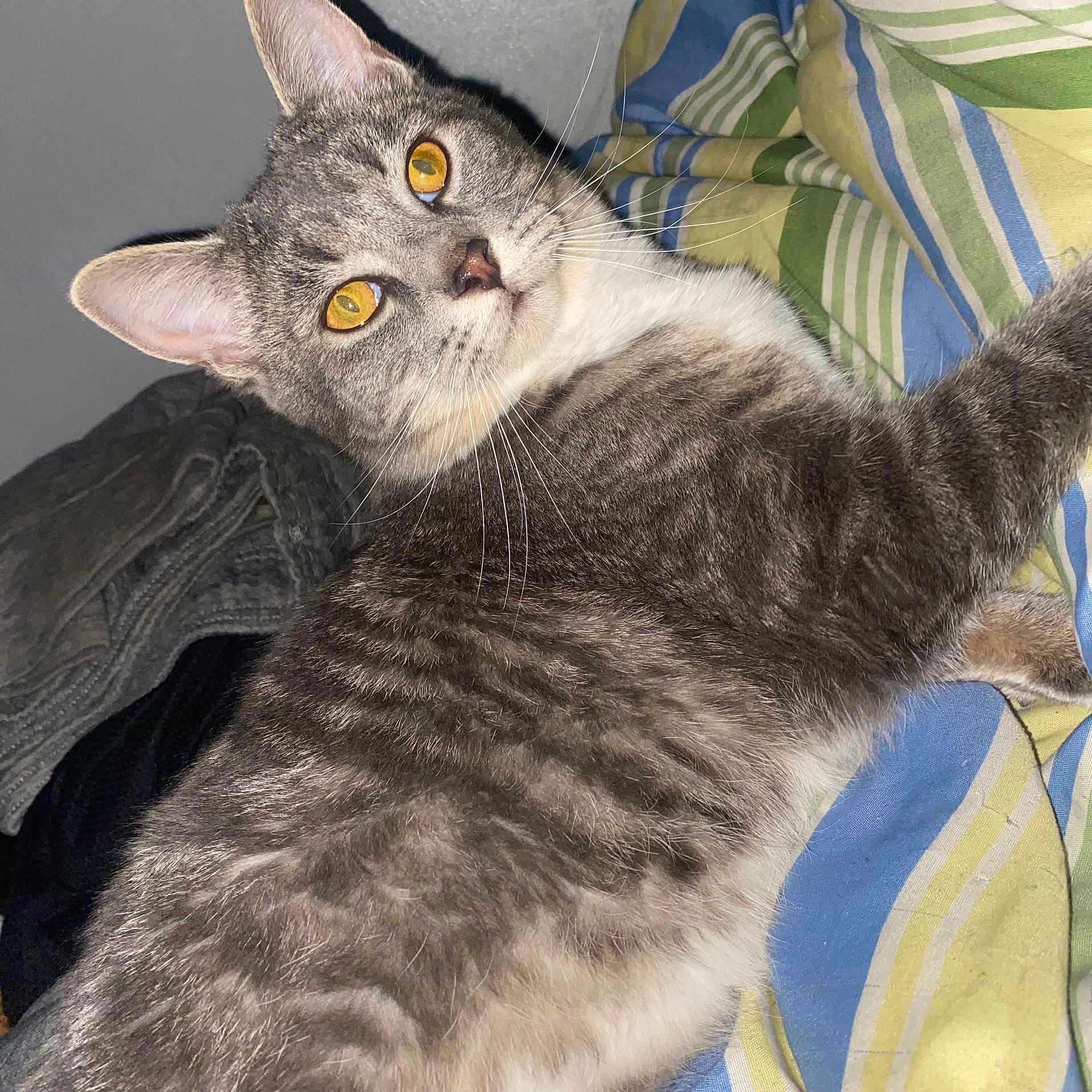 Sofie joined the competition — help win amazing prizes! animal, bedroom, cat, close_up, cozy, curious, cute, domestic_cat, feline, fur, indoor, lying_down, pet, relaxed, resting, soft_light, striped_blanket, tabby, whiskers, yellow_eyes