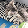 animal, bedspread, blanket, cat, cozy, cute, domestic_cat, fur, fur_pattern, gray_tabby, indoor, kitten, paw, pet, relaxation, rest, sleeping, soft, whiskers, zebra_stripes