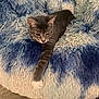 animal, blue_blanket, cat, comfort, cozy, cute, feline, fluffy_blanket, fur, gray_cat, indoor, paw, pet, relaxed, resting, soft_texture, stretching, tabby, whiskers, white_blanket
