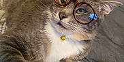 Sofie joined the competition — help win amazing prizes! accessory, bed, bell, cat, collar, cute, domestic_animal, ears, feline, fur, glasses, gray_cat, indoor, paw, pearl_necklace, pet, plaid_blanket, resting, whiskers, white_paw