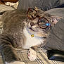 accessory, bed, bell, cat, collar, cute, domestic_animal, ears, feline, fur, glasses, gray_cat, indoor, paw, pearl_necklace, pet, plaid_blanket, resting, whiskers, white_paw