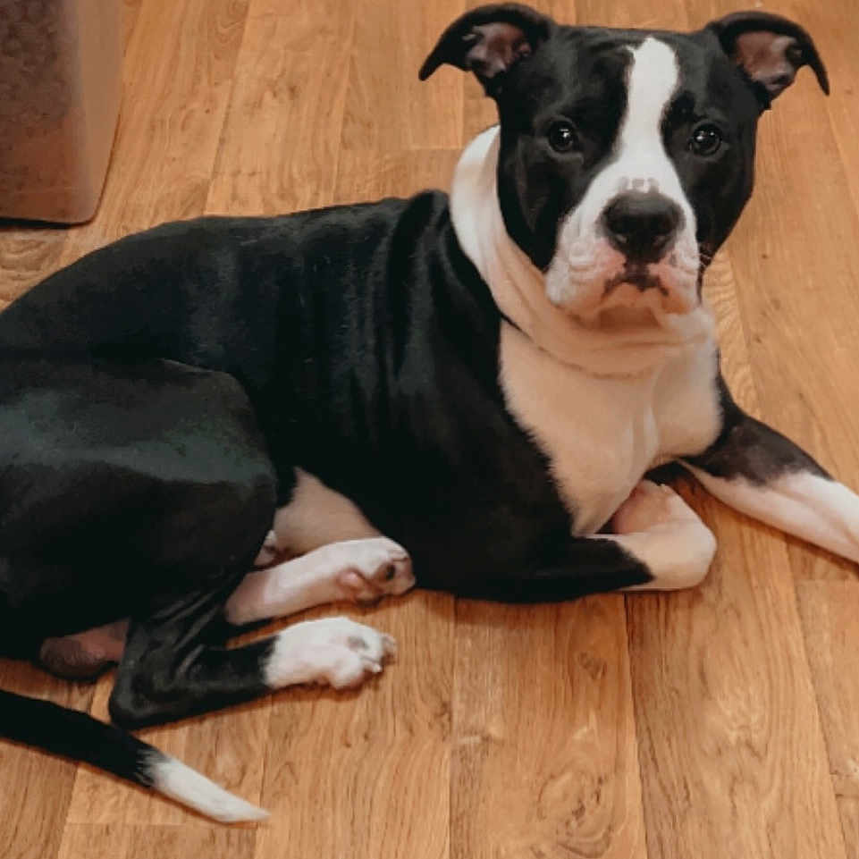 Tank joined the competition — help win amazing prizes! animal, bostonbull, boxer, bulldog, canine, dog, face, frenchbulldog, hardwood, head, hound, indoors, interiordesign, person, pet, pitbull, puppy, snout, stainedwood, wood
