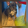 french_bulldog, puppy, dog, indoor, floor, wooden_floor, green_rug, ears, pet, animal, cute, young_dog, sitting, looking, brown, black, white, fur, portrait, small_dog