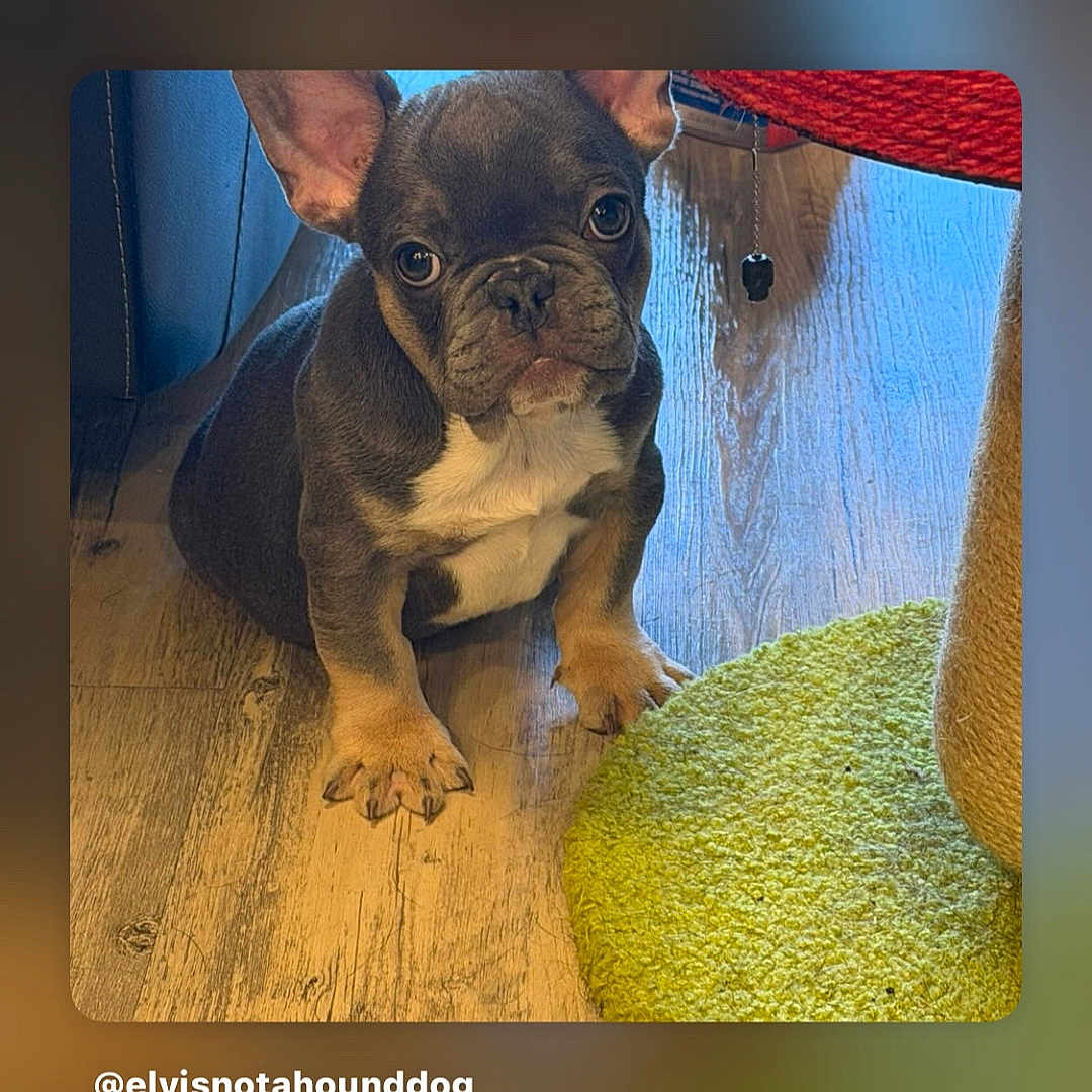 Elvis joined the competition — help win amazing prizes! french_bulldog, puppy, dog, indoor, floor, wooden_floor, green_rug, ears, pet, animal, cute, young_dog, sitting, looking, brown, black, white, fur, portrait, small_dog